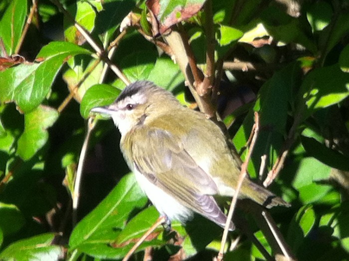 Red-eyed Vireo