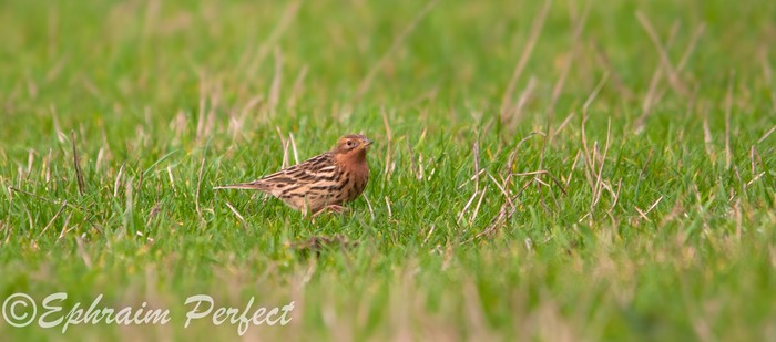 Red-throated Pipit