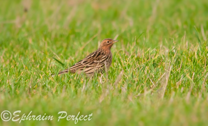 Red-throated Pipit