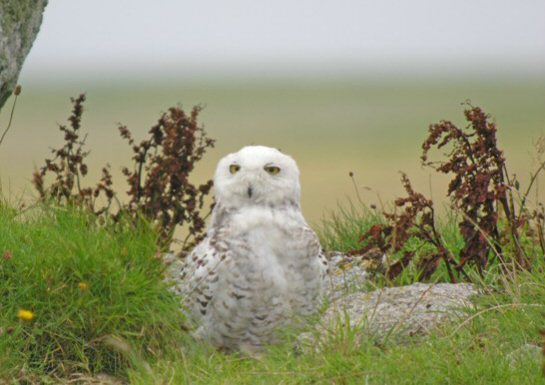Snowy Owl