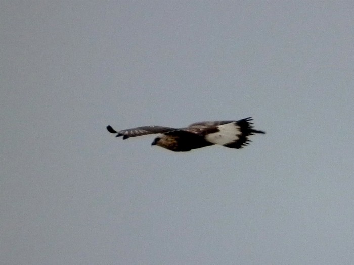 Rough-legged Buzzard