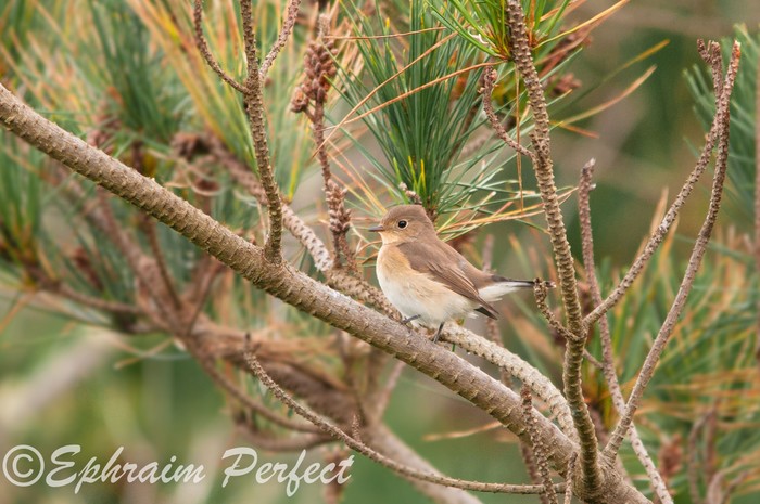 Red-breasted Flycatcher