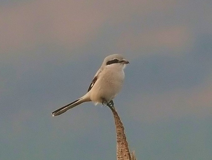 Great Grey Shrike
