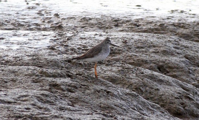 Lesser Yellowlegs