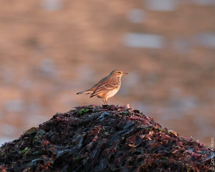 Water Pipit