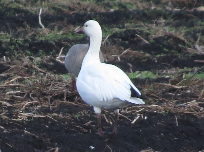 Lesser Snow Goose