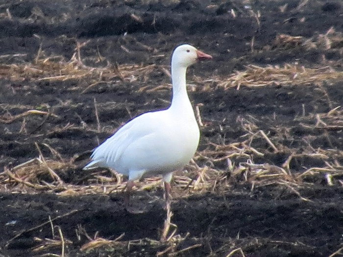 Lesser Snow Goose