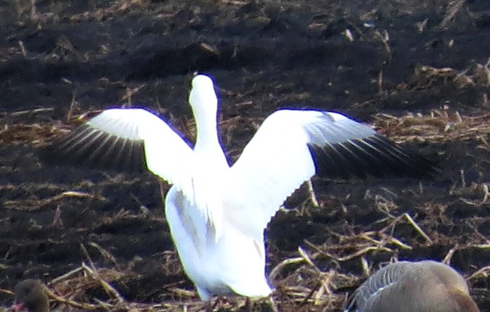 Lesser Snow Goose