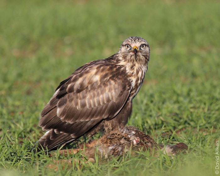 Rough-legged Buzzard
