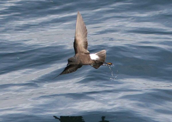 Wilson's Petrel