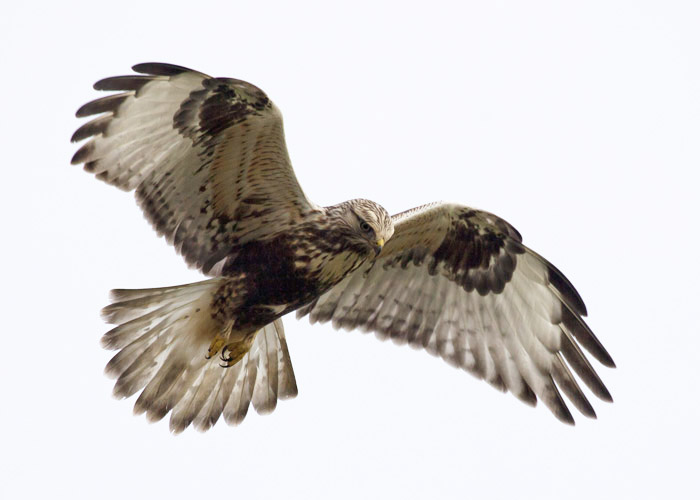 Rough-legged Buzzard