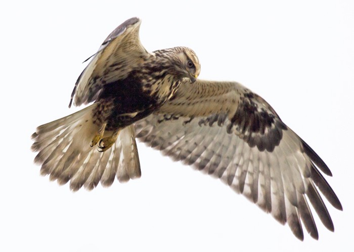 Rough-legged Buzzard