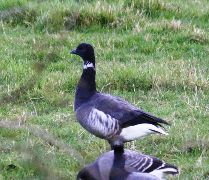 Black Brant