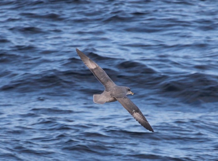 Blue Fulmar