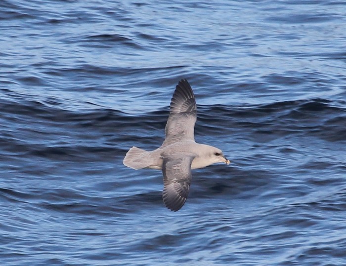 Blue Fulmar