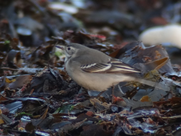 Citrine Wagtail