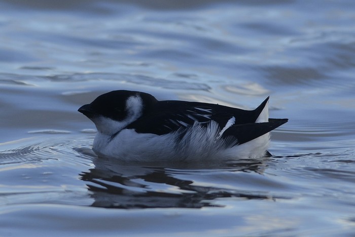 Little Auk
