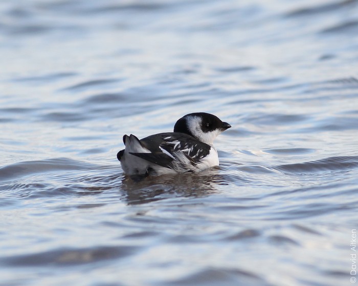 Little Auk