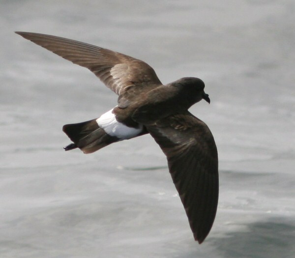 Wilson's Petrel