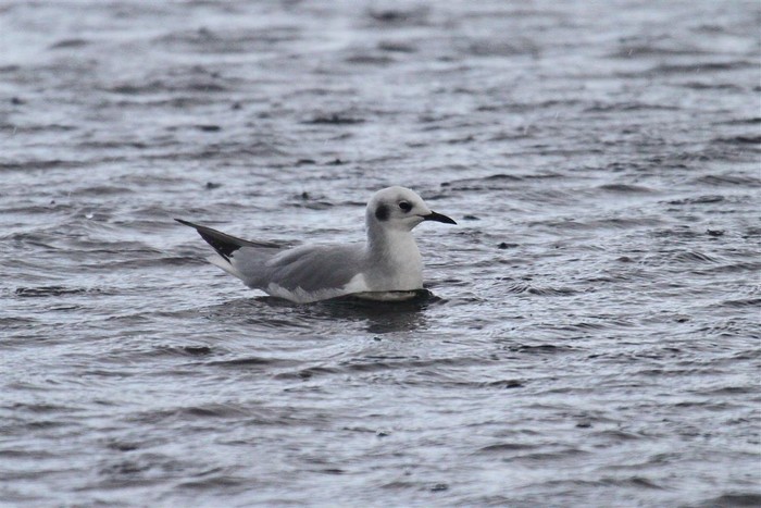 Bonaparte's Gull