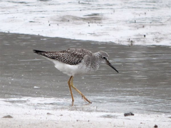 Lesser Yellowlegs