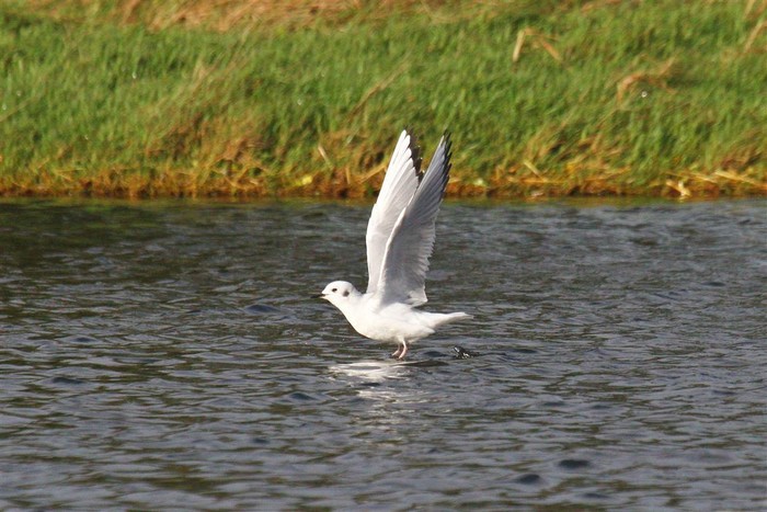 Bonaparte's Gull