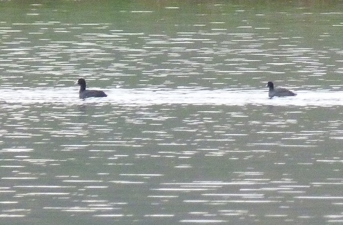 American Coot