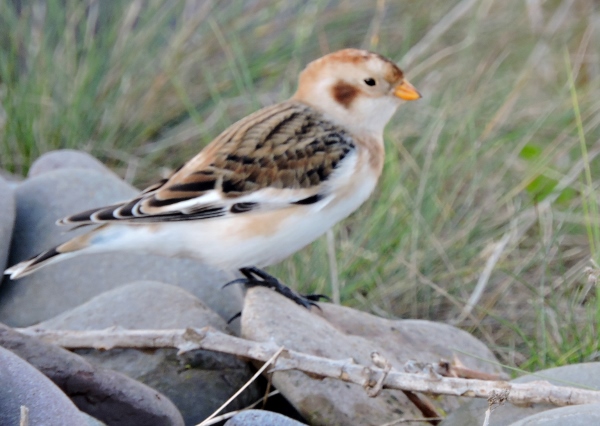Snow Bunting