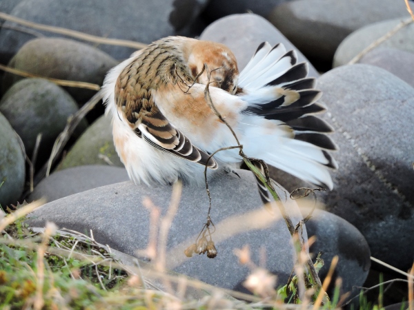 Snow Bunting