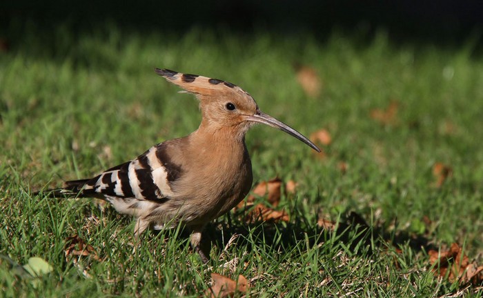 Hoopoe