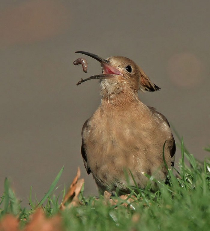 Hoopoe