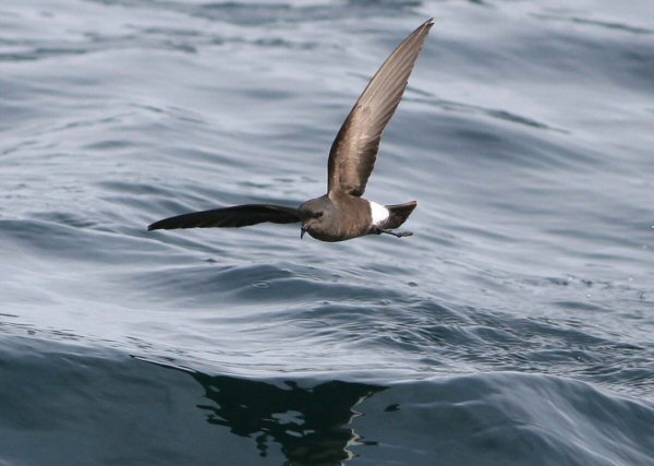 Wilson's Petrel