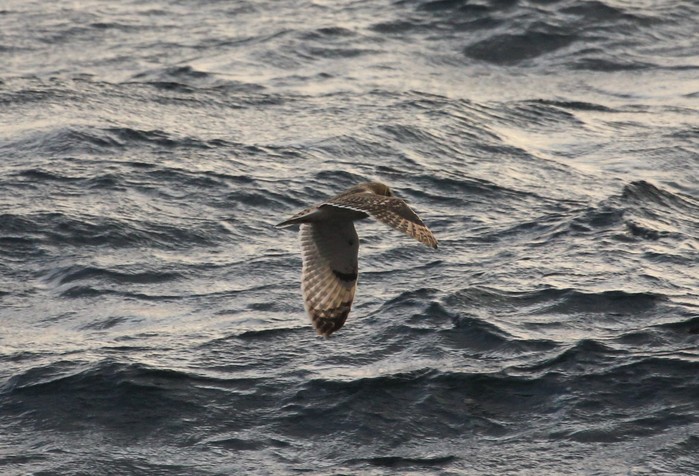Short-eared Owl