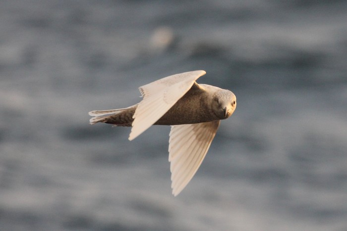 Iceland Gull