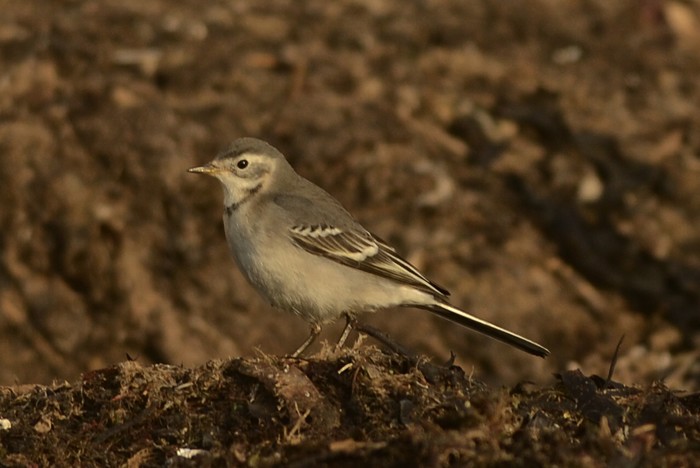 Citrine Wagtail