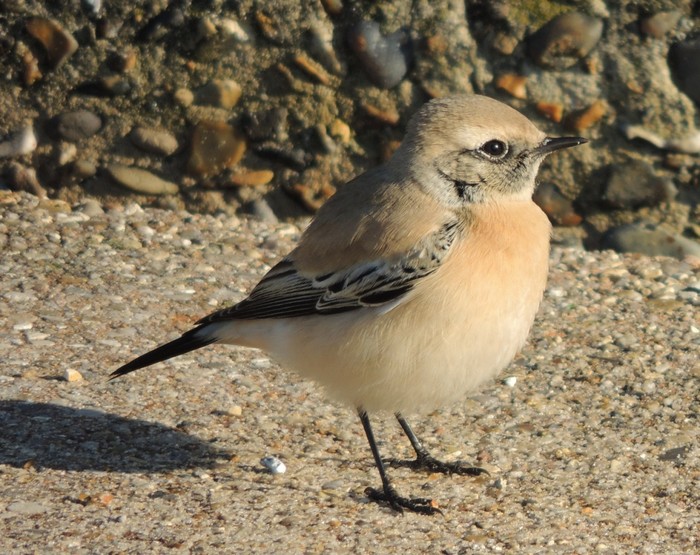 Desert Wheatear
