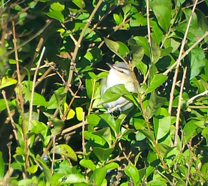 Red-eyed Vireo