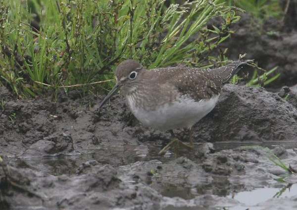 Solitary Sandpiper
