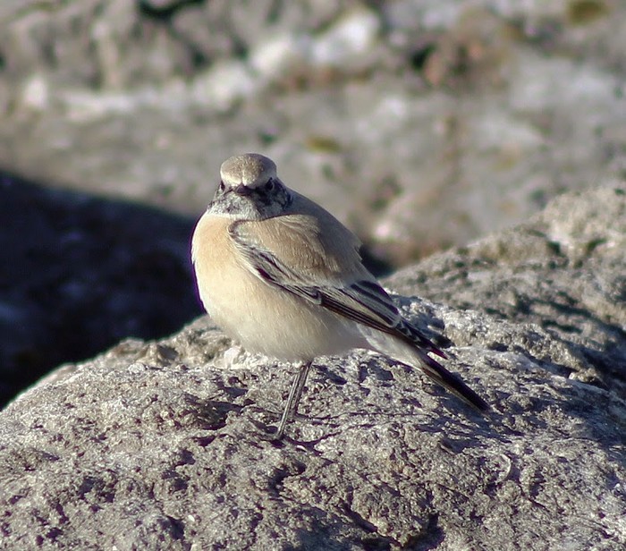 Desert Wheatear