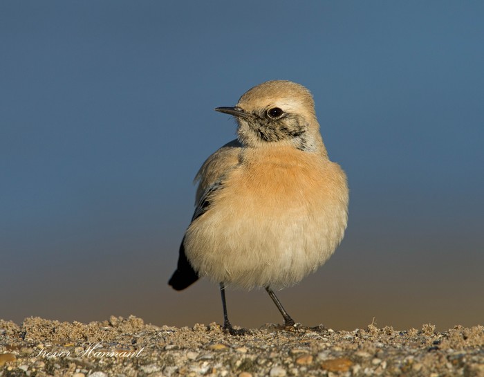 Desert Wheatear