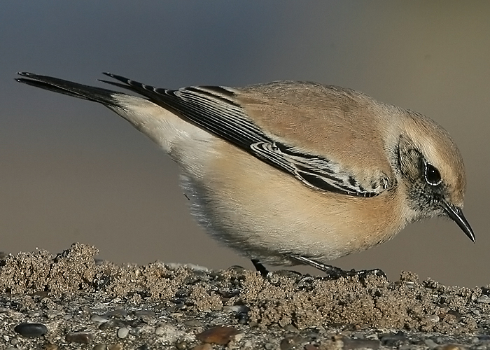 Desert Wheatear