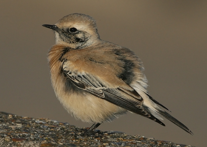 Desert Wheatear