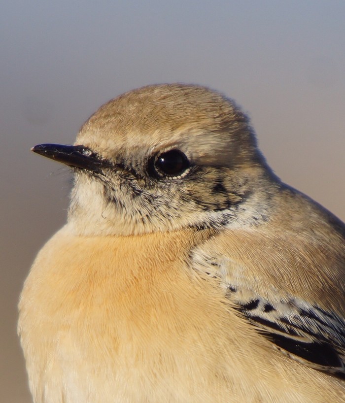 Desert Wheatear