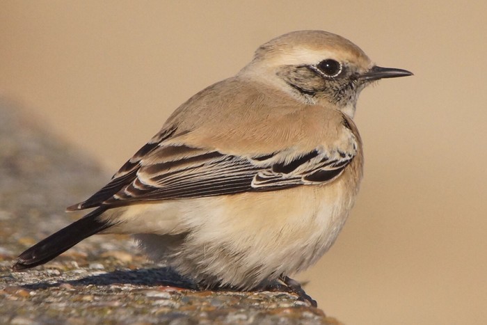Desert Wheatear