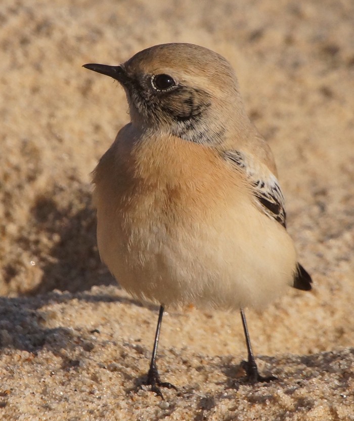 Desert Wheatear