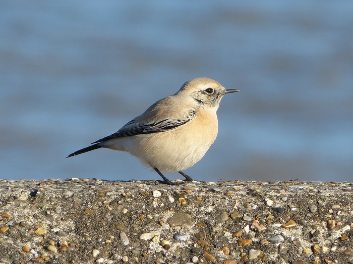 Desert Wheatear