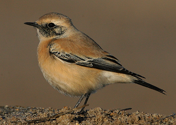 Desert Wheatear