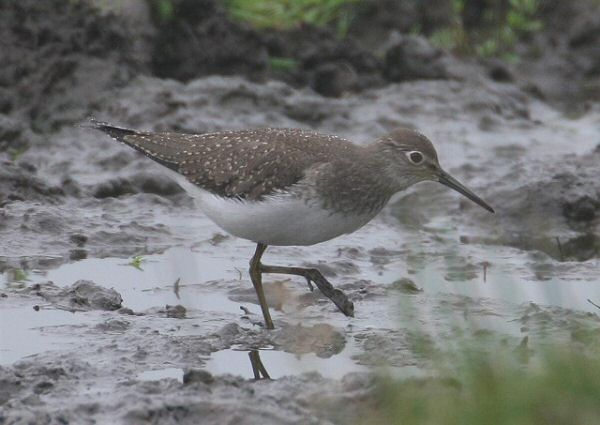Solitary Sandpiper