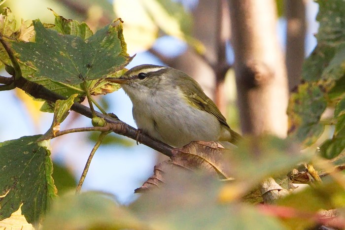 Eastern Crowned Warbler