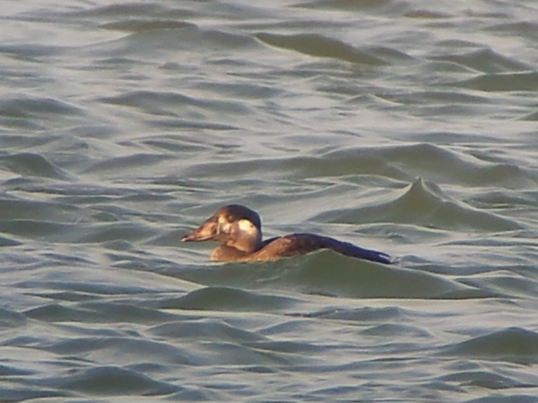 Surf Scoter